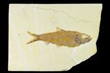 Fossil Fish (Knightia) - Wyoming #144191-1